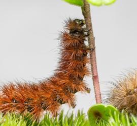 Chenille processionnaire