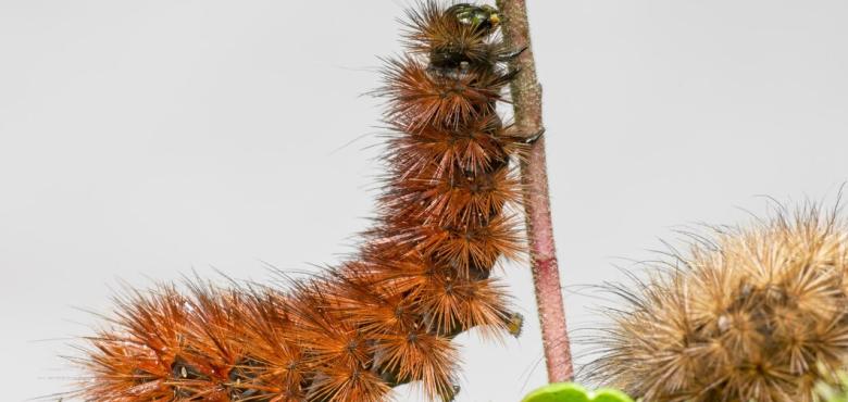 Chenille processionnaire